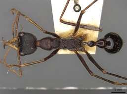 Image of Myrmecia arnoldi Clark 1951