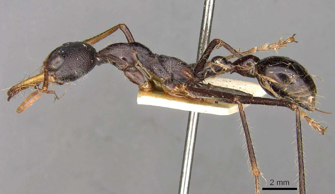 Image of Myrmecia arnoldi Clark 1951