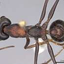 صورة Myrmecia pulchra Clark 1929