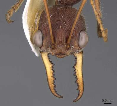 صورة Myrmecia minuscula Forel 1915