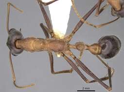 صورة Myrmecia fuscipes Clark 1951