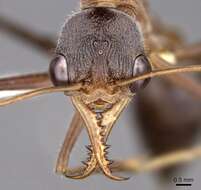 صورة Myrmecia fuscipes Clark 1951