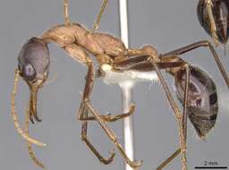 صورة Myrmecia fuscipes Clark 1951