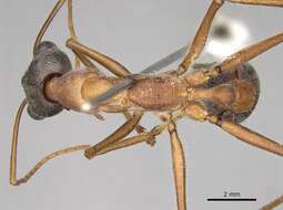 Image of Myrmecia desertorum Wheeler 1915