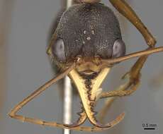 Image of Myrmecia desertorum Wheeler 1915