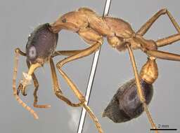 صورة Myrmecia desertorum Wheeler 1915