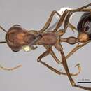 صورة Myrmecia gratiosa Clark 1951