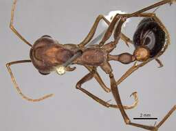 صورة Myrmecia gratiosa Clark 1951