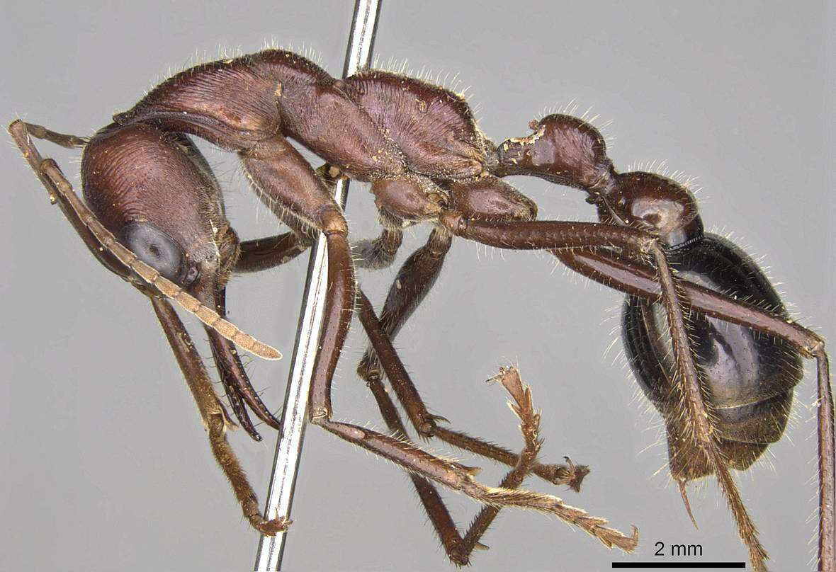 Image of Myrmecia brevinoda Forel 1910