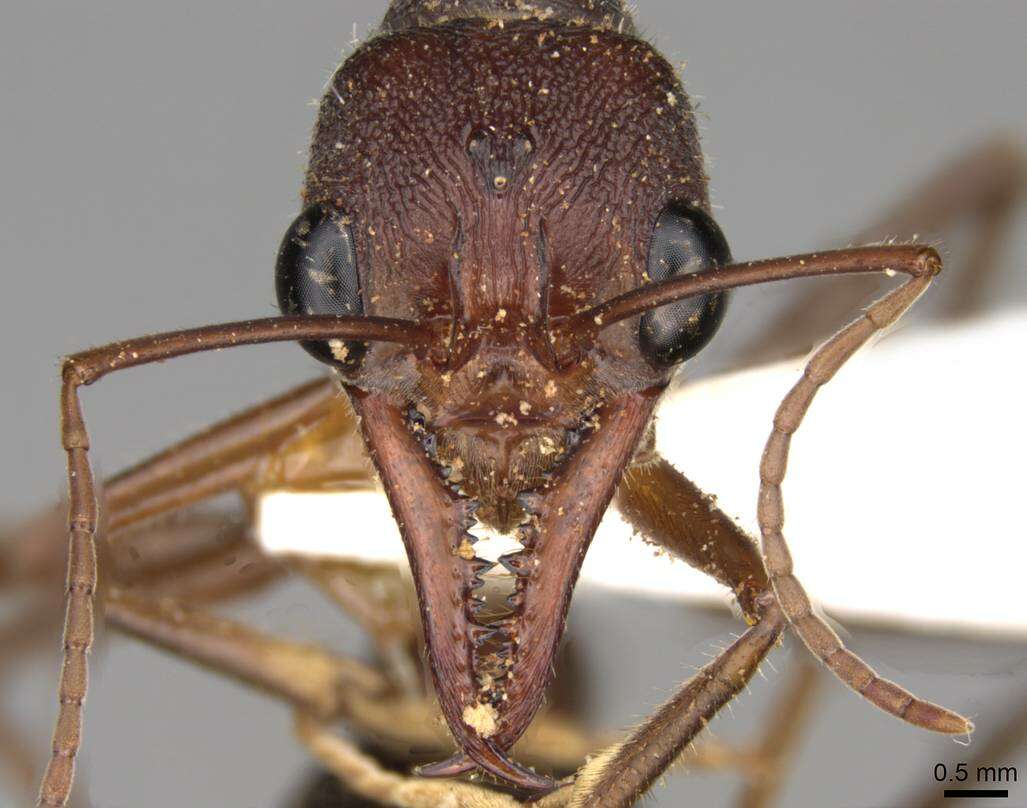 Image of Myrmecia forficata (Fabricius 1787)