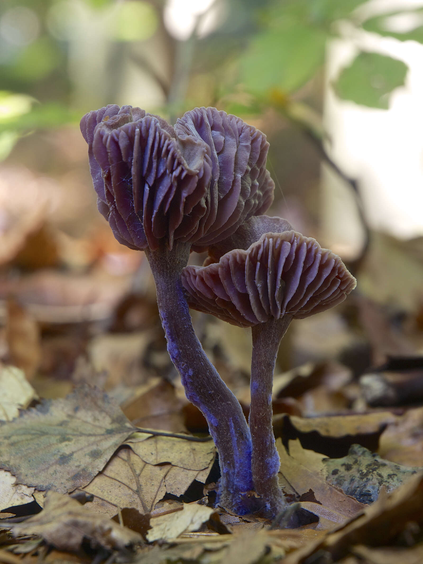 Image of Laccaria amethystina Cooke 1884