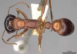 صورة Myrmecia cephalotes (Clark 1943)