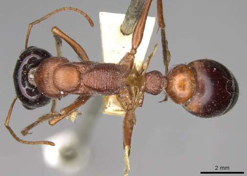 صورة Myrmecia cephalotes (Clark 1943)