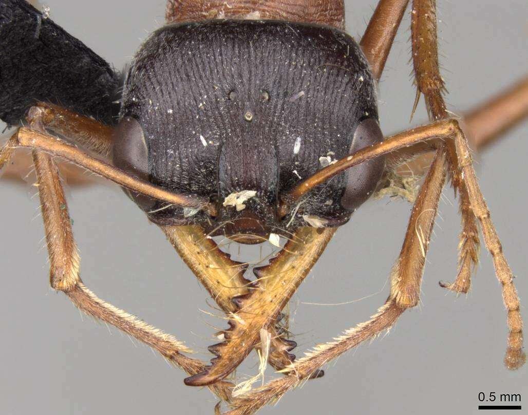 صورة Myrmecia cephalotes (Clark 1943)