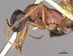 صورة Myrmecia cephalotes (Clark 1943)