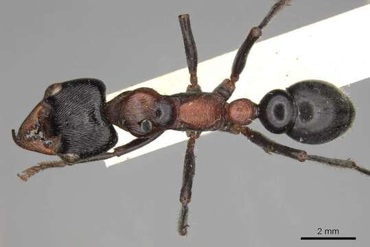 Image of Bull ants