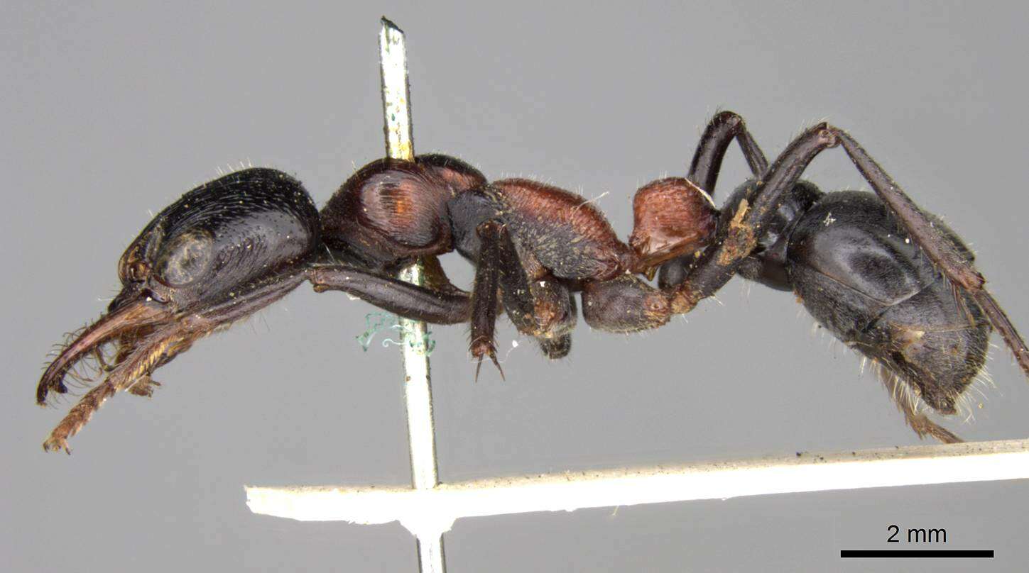 Image of Bull ants