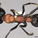 صورة Myrmecia nobilis (Clark 1943)