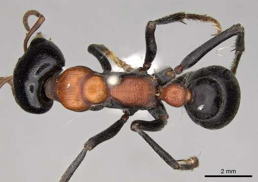 Image de Myrmecia nobilis (Clark 1943)