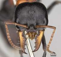 Image de Myrmecia nobilis (Clark 1943)