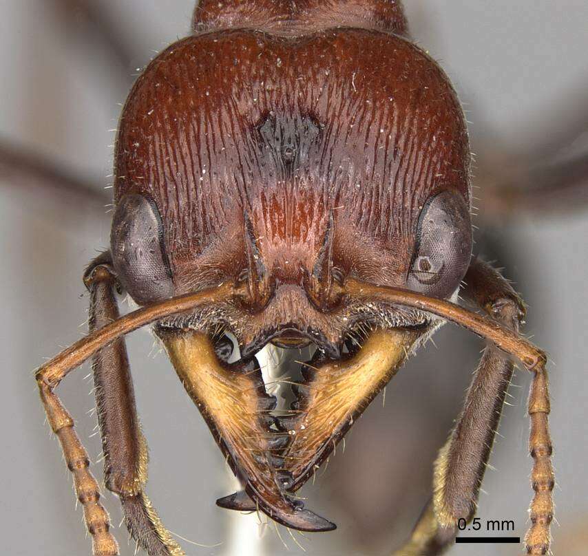 Image of Myrmecia froggatti Forel 1910