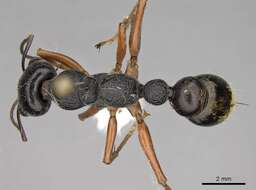 صورة Myrmecia fulviculis Forel 1913