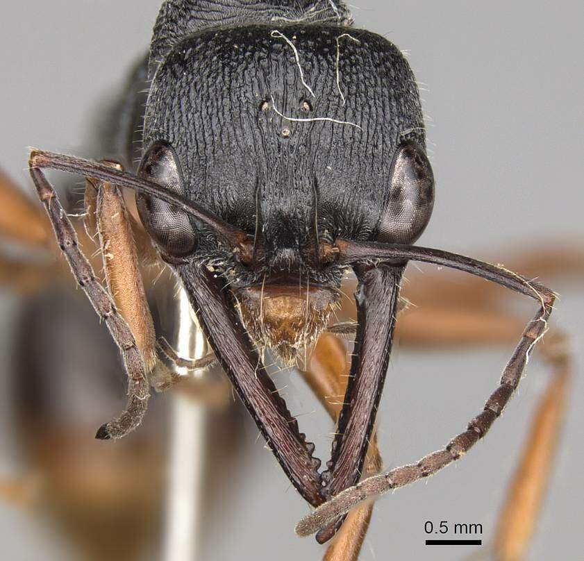 صورة Myrmecia fulviculis Forel 1913