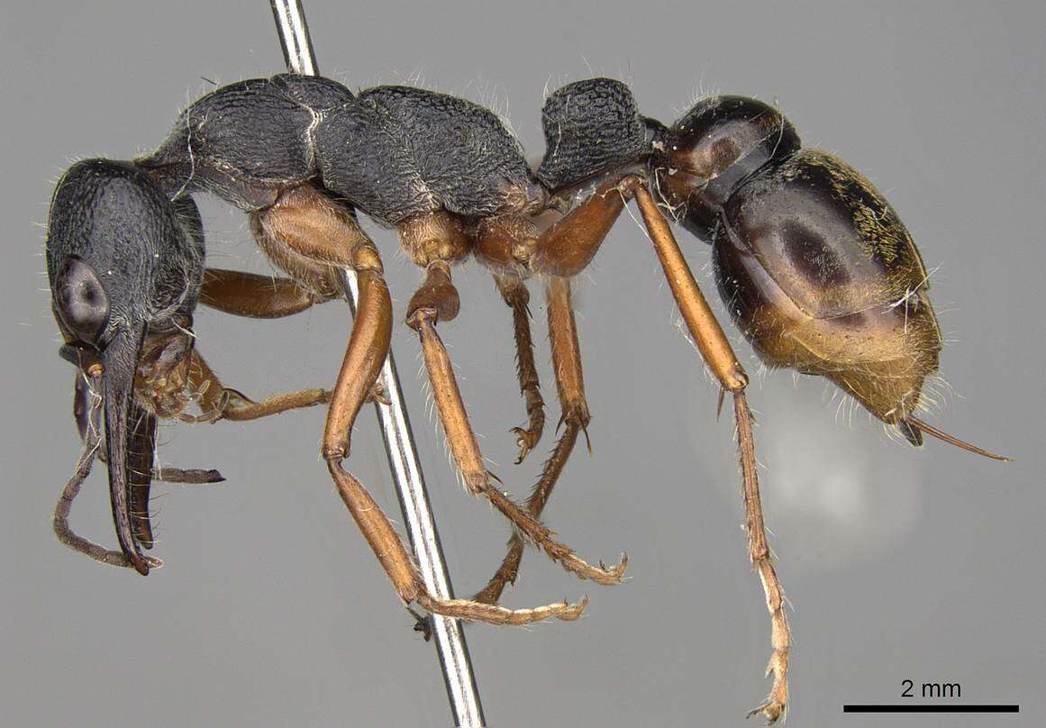 صورة Myrmecia fulviculis Forel 1913