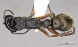 صورة Myrmecia fulvipes Roger 1861