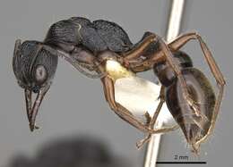 صورة Myrmecia fulvipes Roger 1861