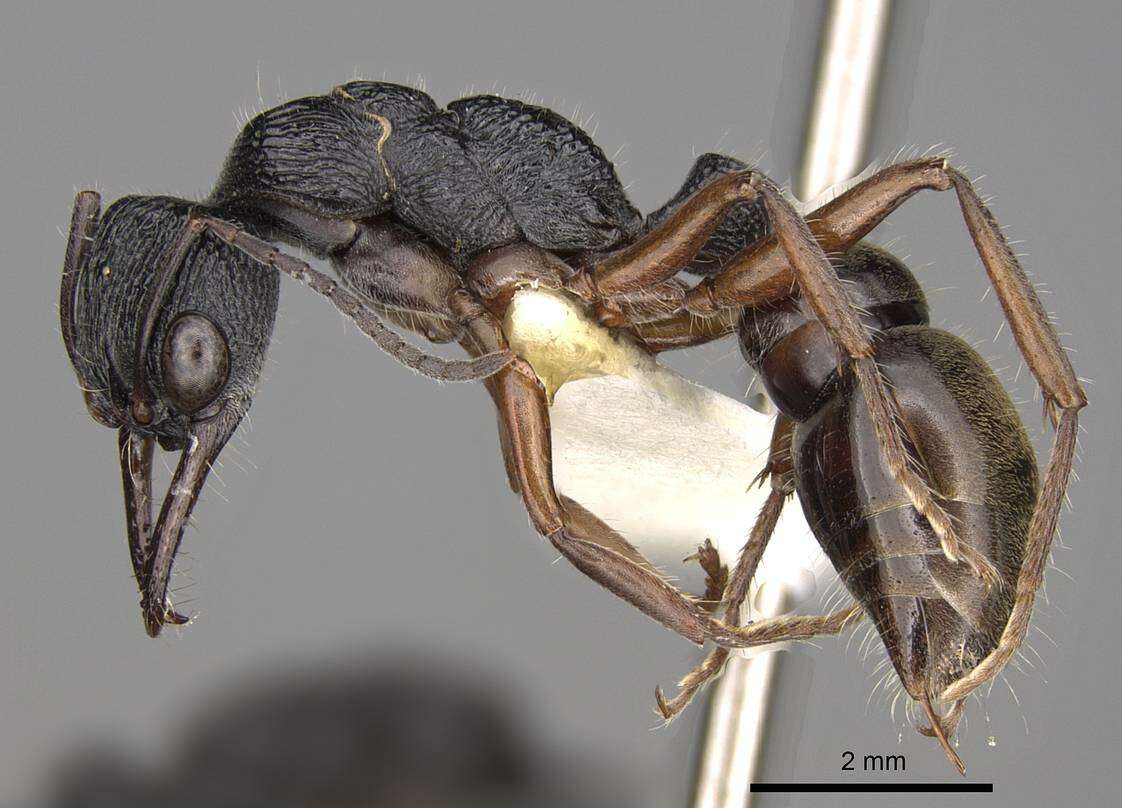 صورة Myrmecia fulvipes Roger 1861