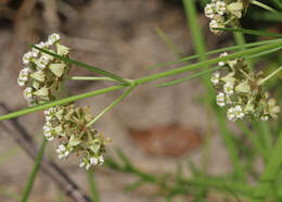 Image of whorled milkweed