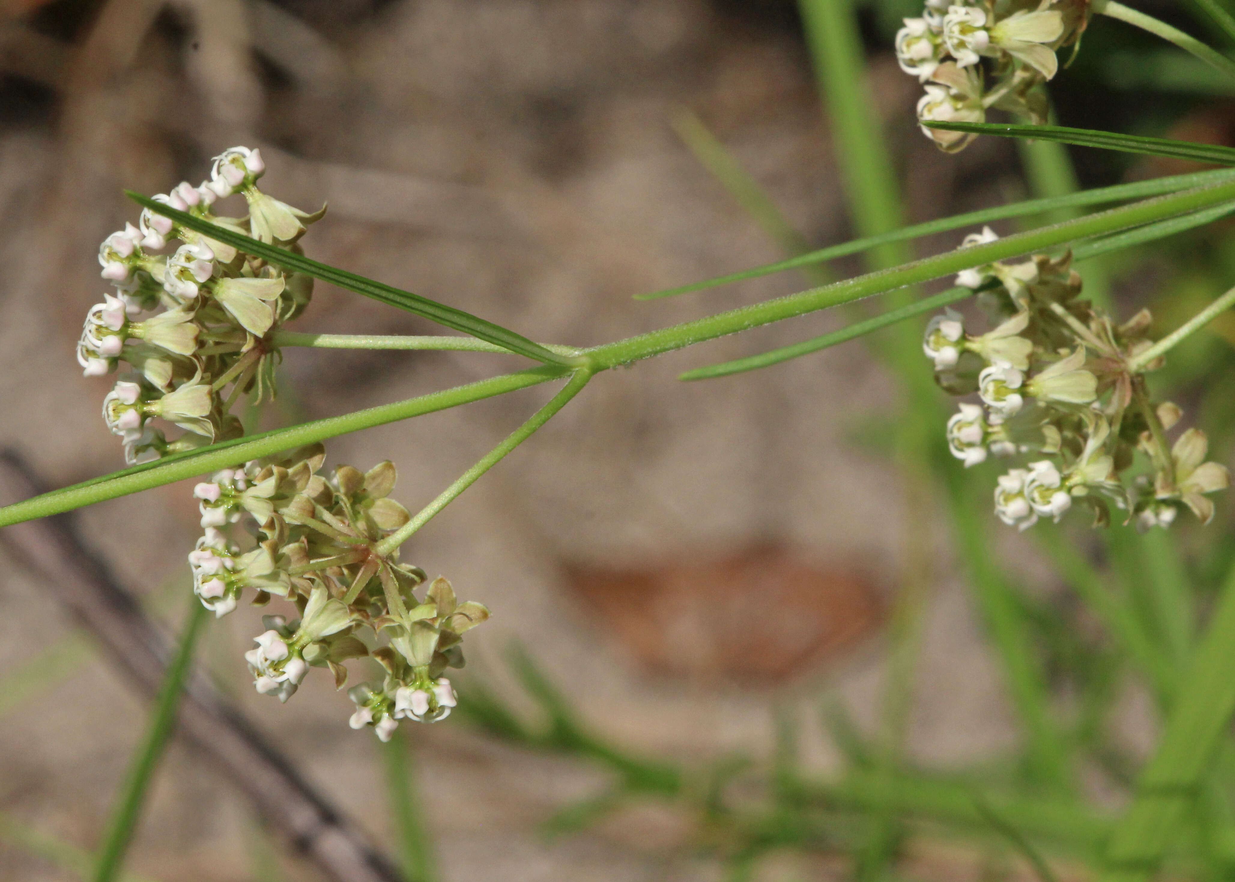 Image of whorled milkweed