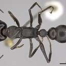 Image of Myrmecia tepperi Emery 1898