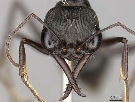 Image of Myrmecia tepperi Emery 1898