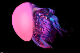 Image of jelly waterflea