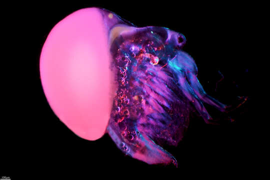 Image of jelly waterflea