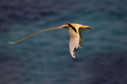 Image of golden bosunbird