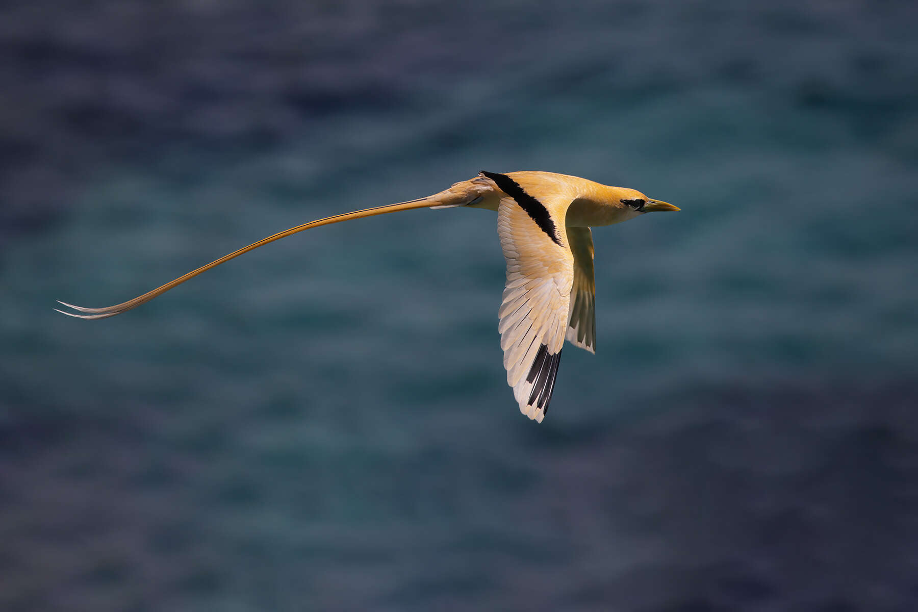 Image of golden bosunbird