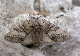 Image of Drymonia ruficornis Hüfnagel. 1766