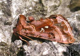 Imagem de Autographa pulchrina Haworth 1802