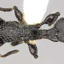 Image of Dilobocondyla borneensis Wheeler 1916