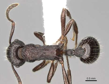 Imagem de Myrmica aimonissabaudiae Menozzi 1939