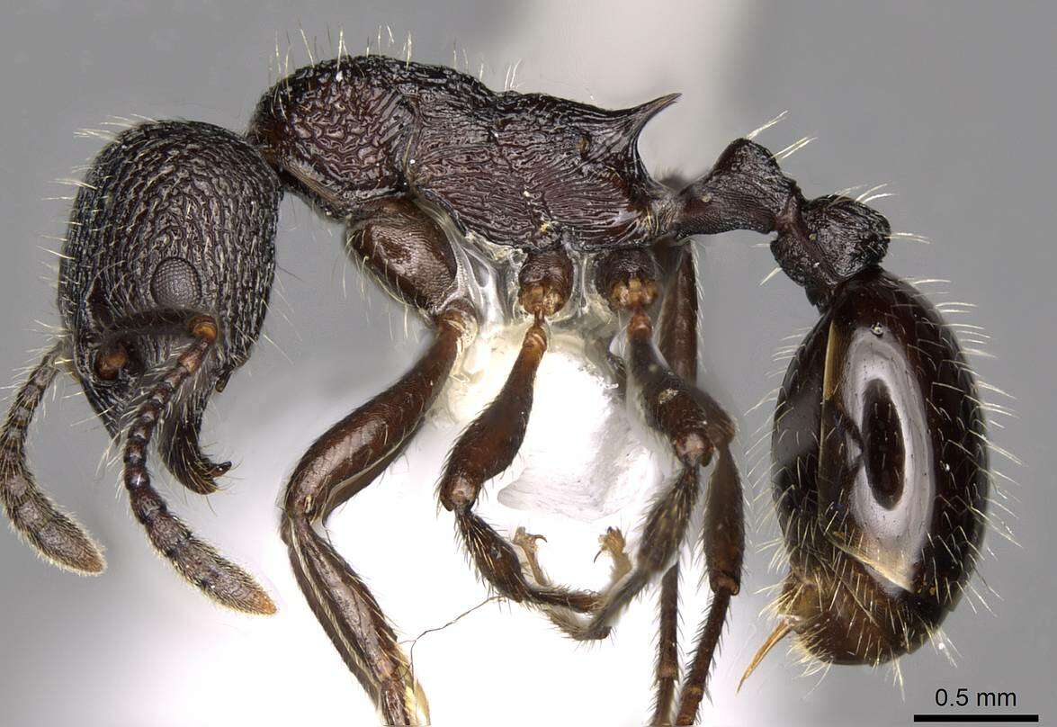 Imagem de Myrmica aimonissabaudiae Menozzi 1939