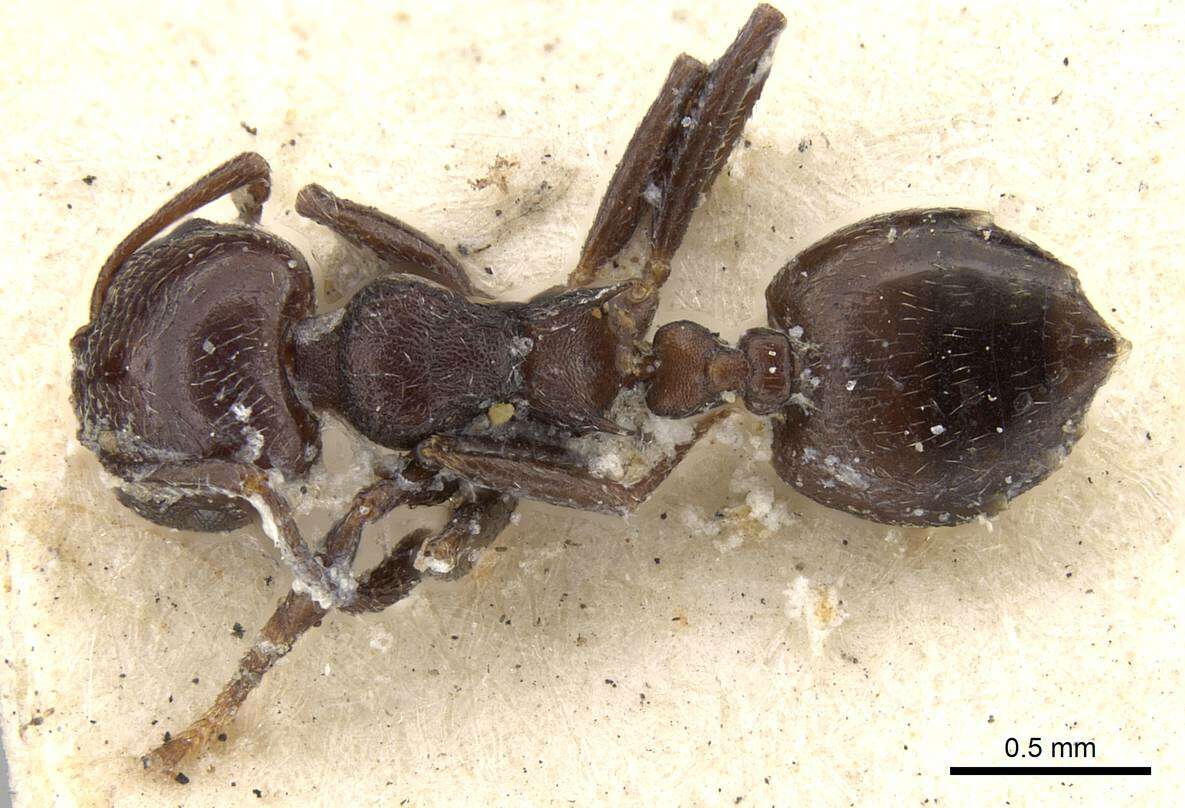 Image of Crematogaster anthracina Smith 1857