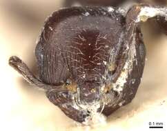 Image of Crematogaster anthracina Smith 1857