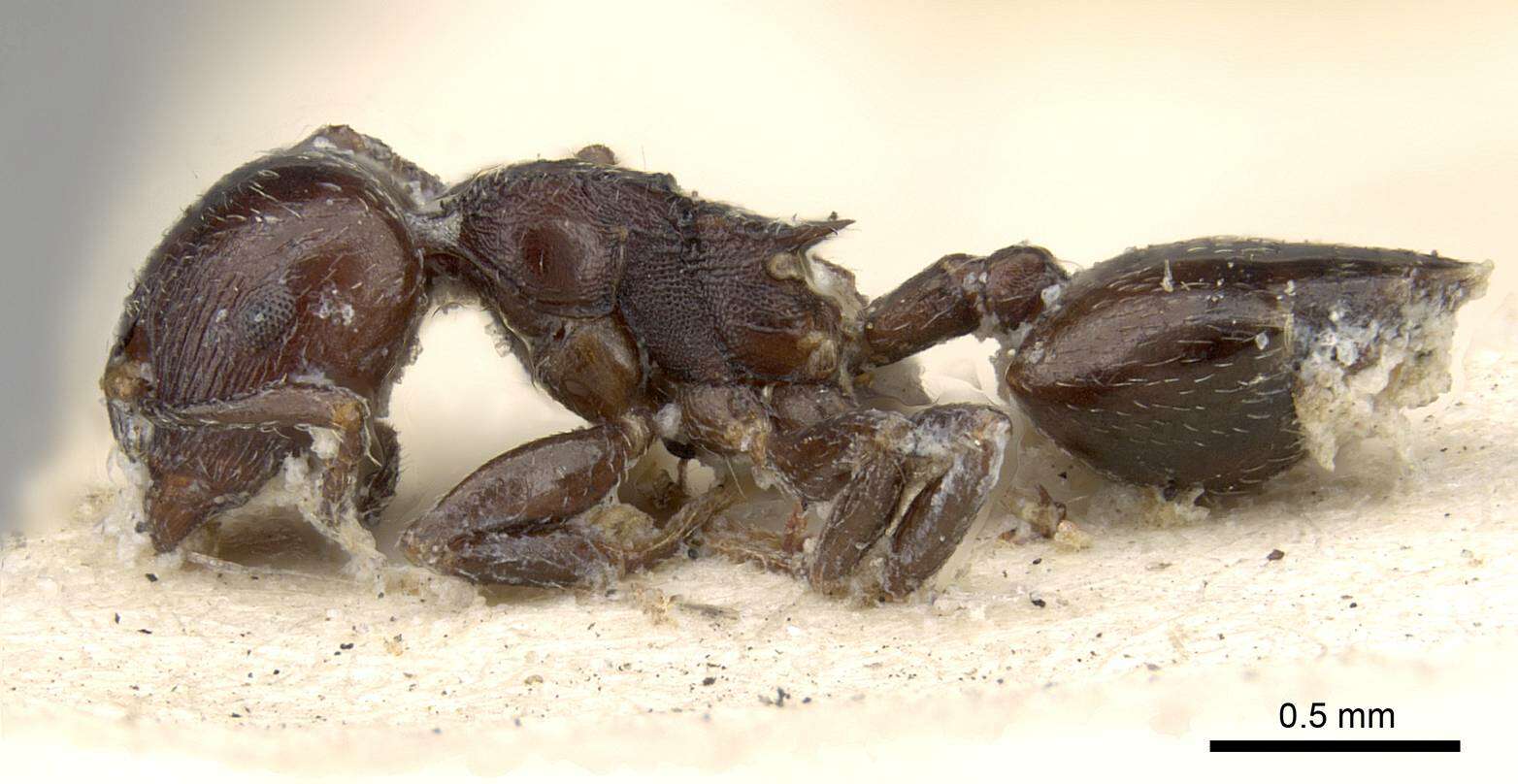 Image of Crematogaster anthracina Smith 1857