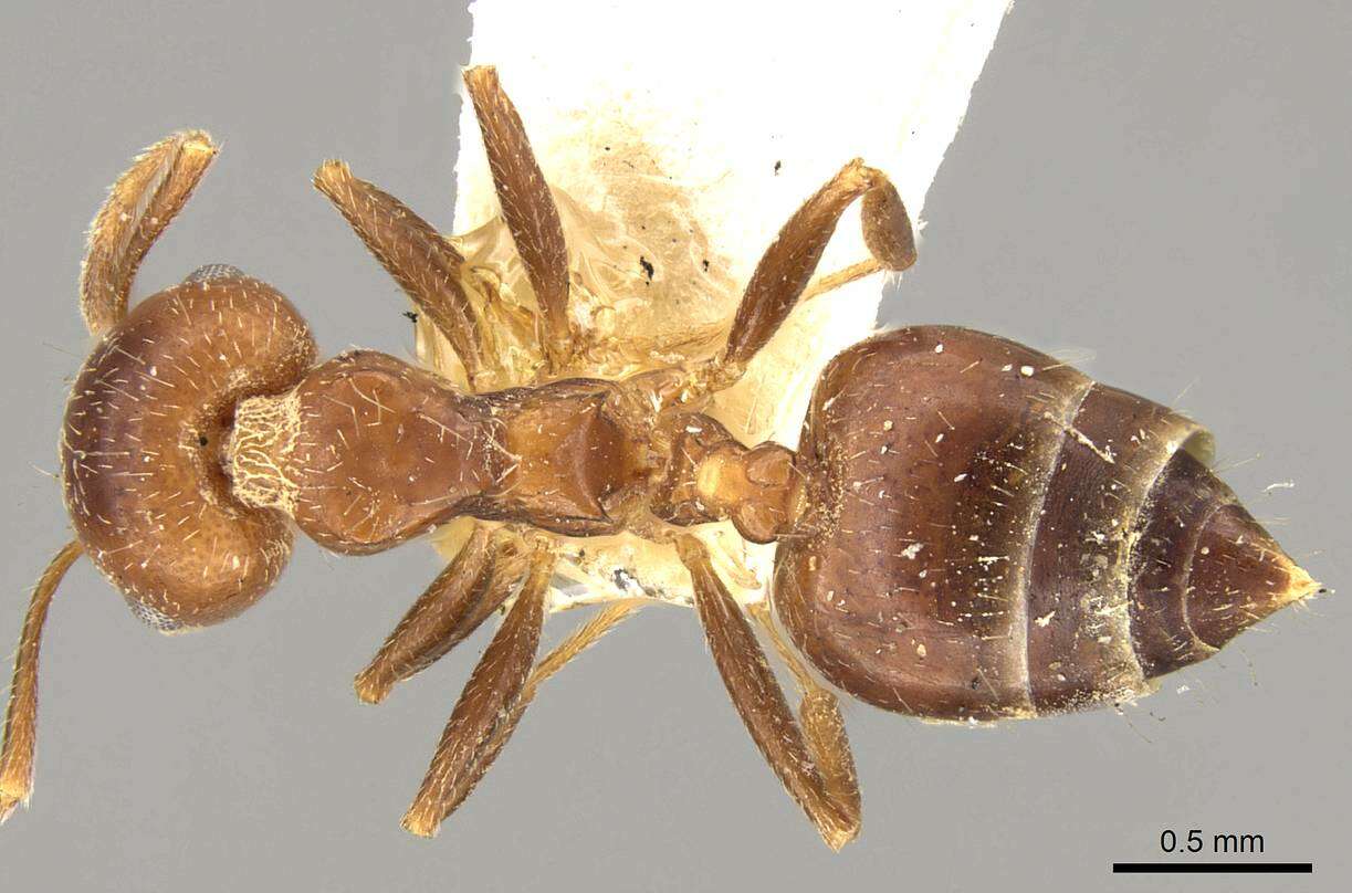 Image of Crematogaster politula Forel 1902