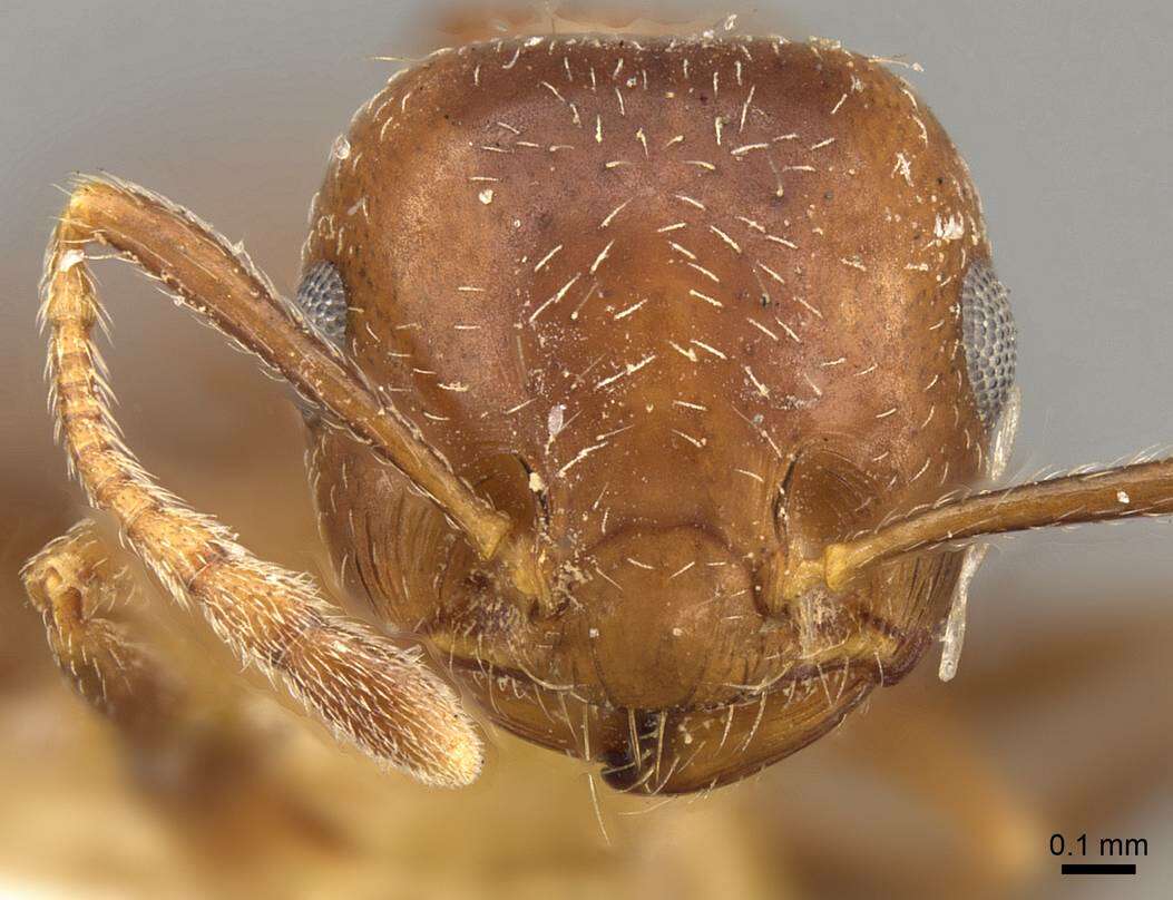 Image of Crematogaster politula Forel 1902