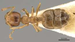 Crematogaster buddhae Forel 1902 resmi